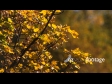 Autmn Leaves 3415